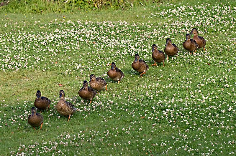 Mallard family