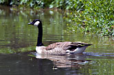 Canada Goose