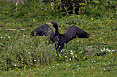 Cormorant