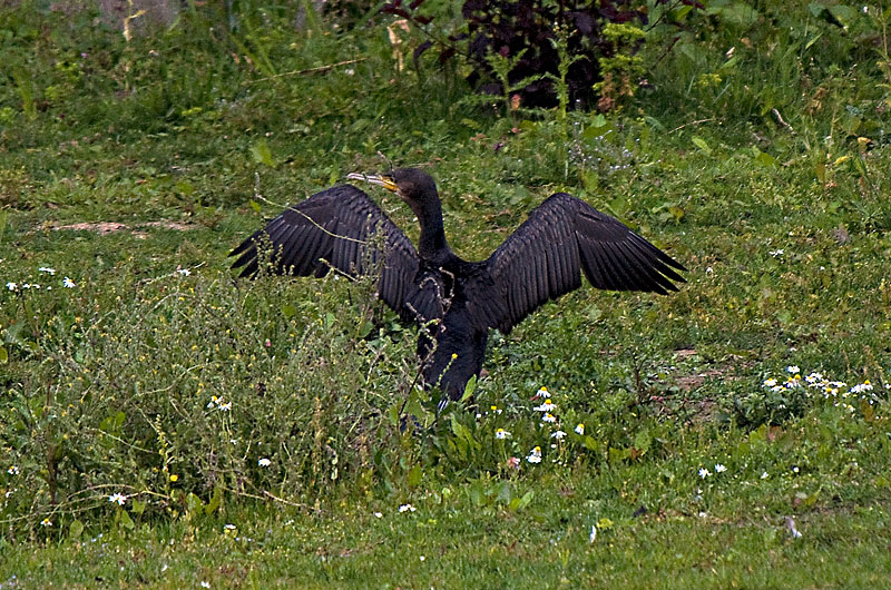 Cormorant