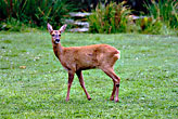 Roe Deer