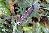Elephant Hawk Moth caterpillar 