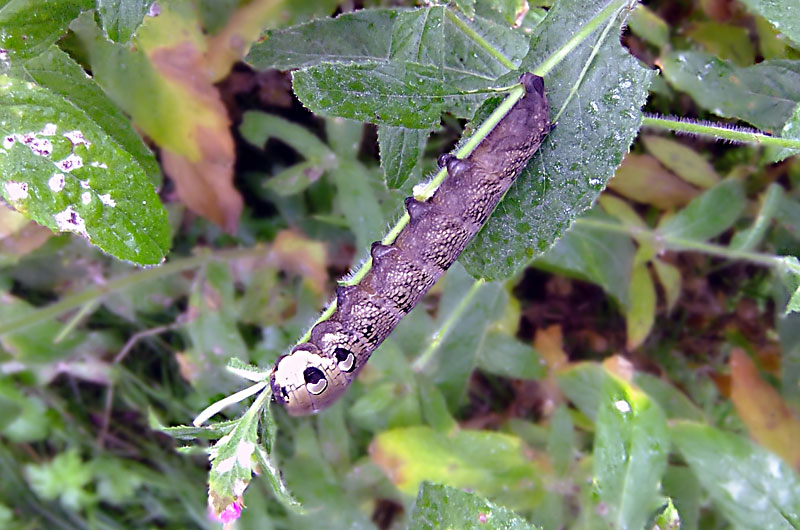 Elephant Hawk Moth caterpillar 