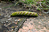 Privet Hawk Moth Caterpillar