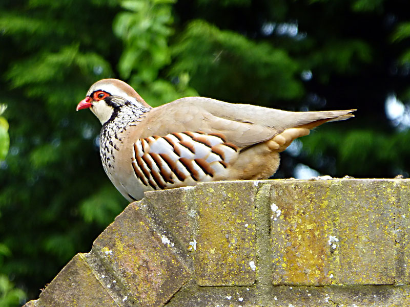 Red Legged Partridge