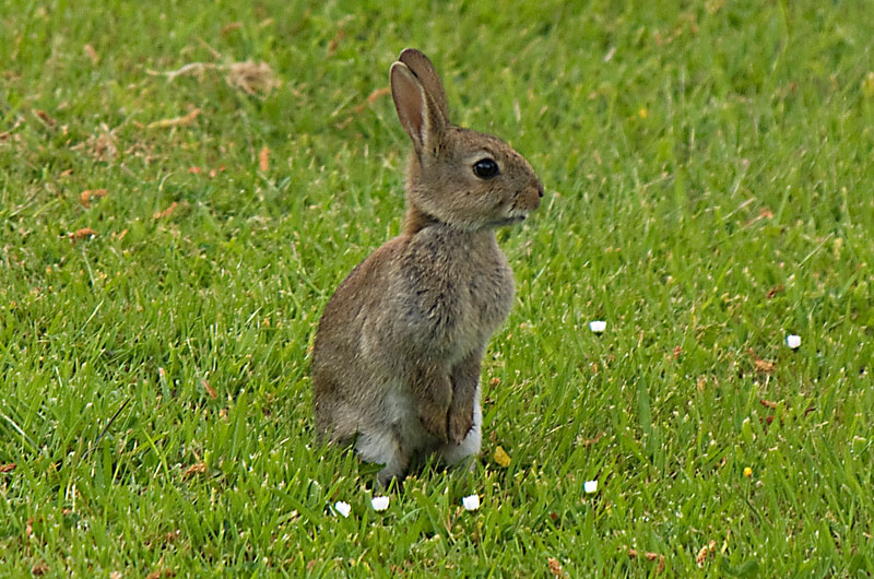 Nany Rabbit