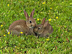 Baby Rabbits