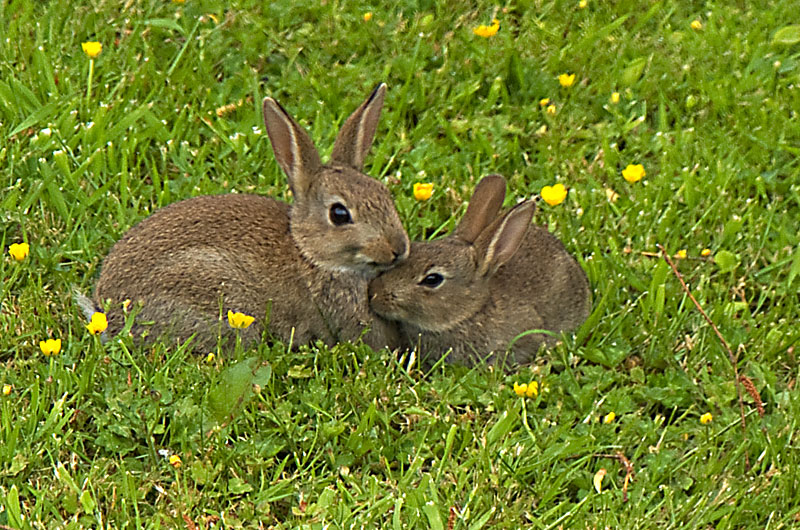 Baby rabbits