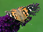 Painted Lady