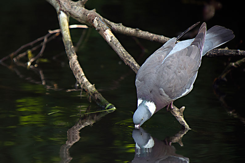 Wood pigeon