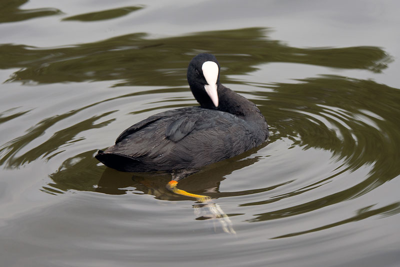 Coot