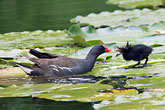 Moorhens