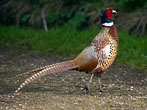 Pheasant