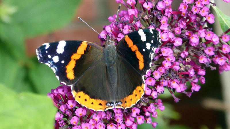 Red Admiral