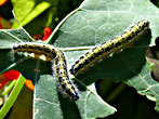 Large White caterpillars