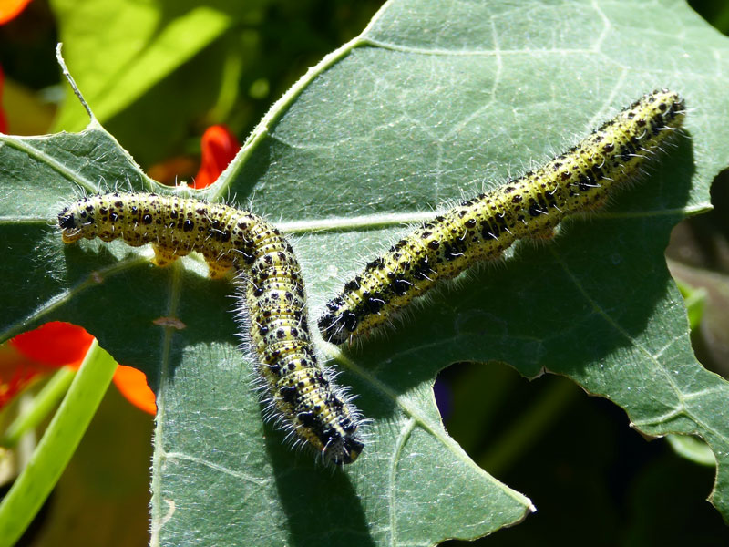 Large white butterfly caterpillars