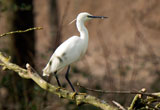 Little Egret