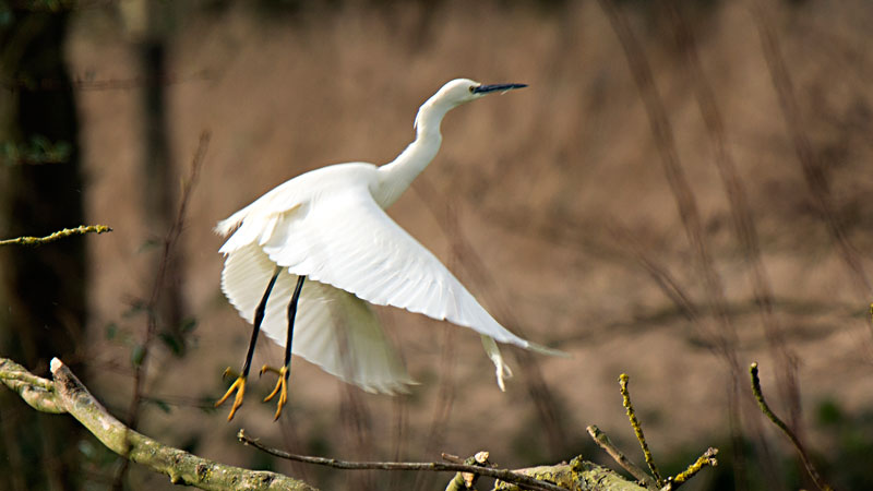 Little Egret