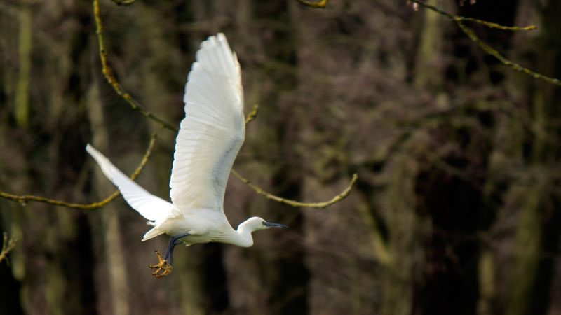 Little Egret