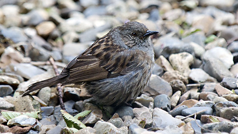 Dunnock