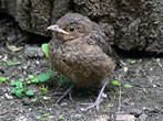 Baby Blackbird