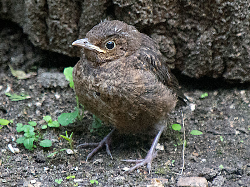 Baby Blackbird