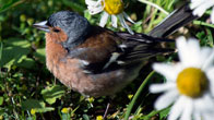 Chaffinch