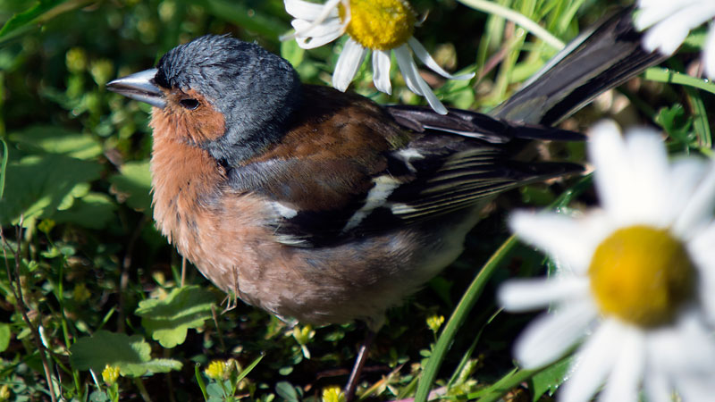 Chaffinch