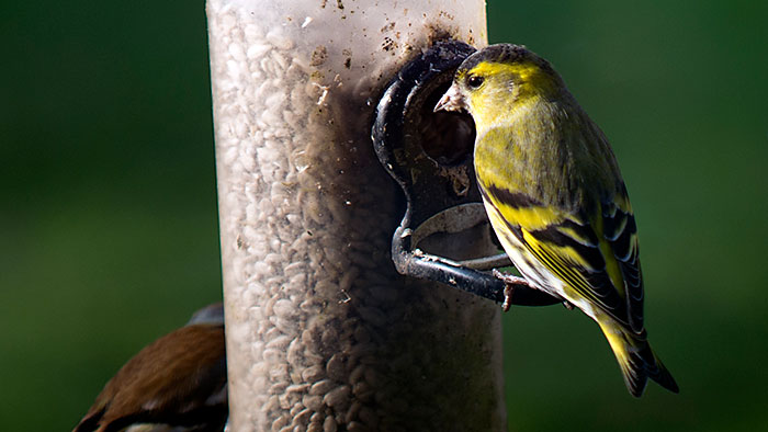 Siskin