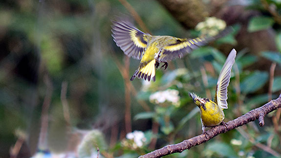 Siskins