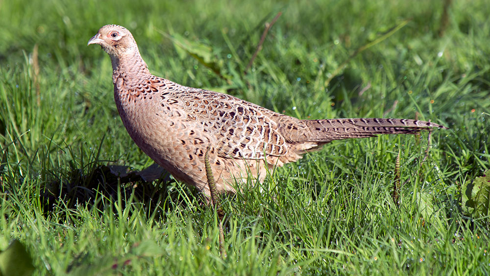 Pheasant