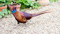 Pheasant