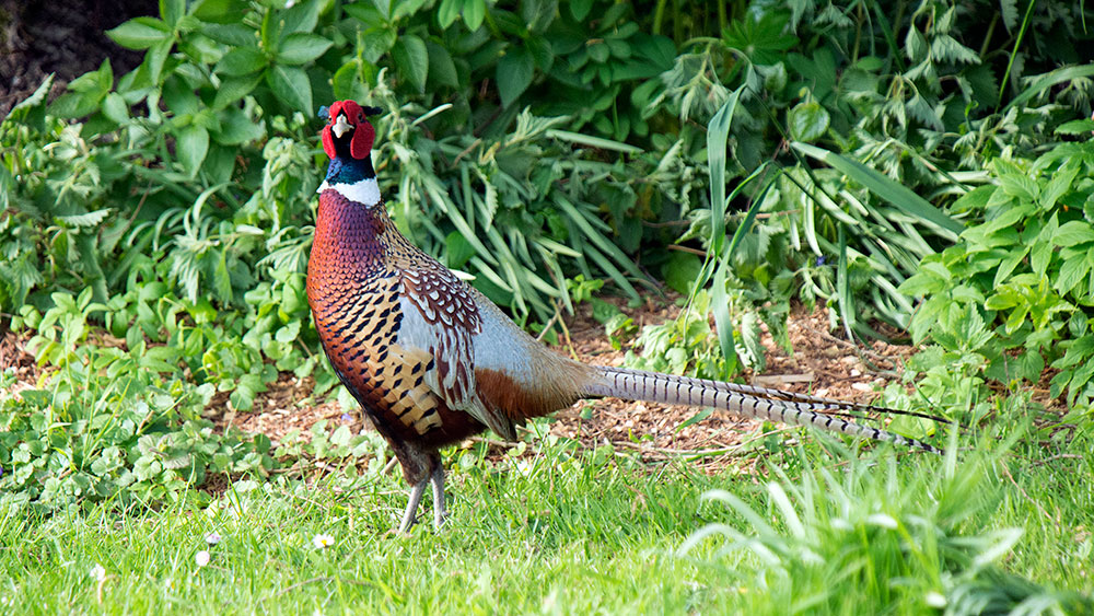 Pheasant