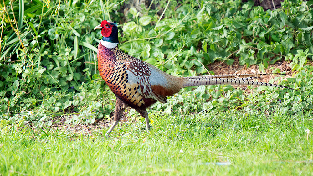 Pheasant