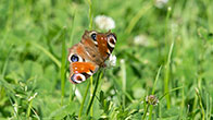 Peacock Butterfly