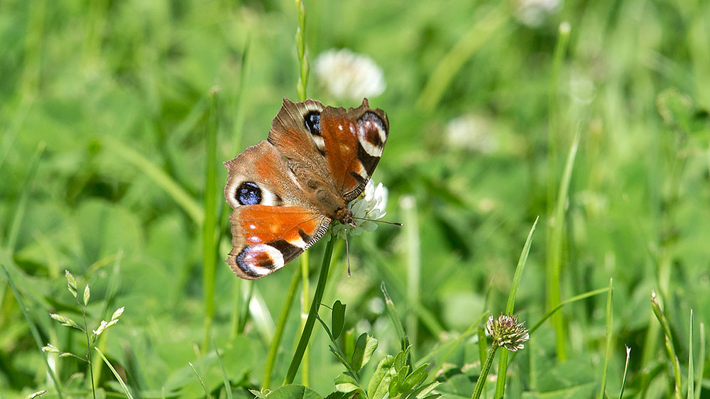 Peacock Butterfly