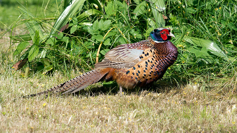 Pheasant