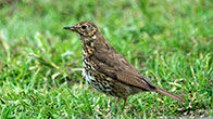 Song Thrush