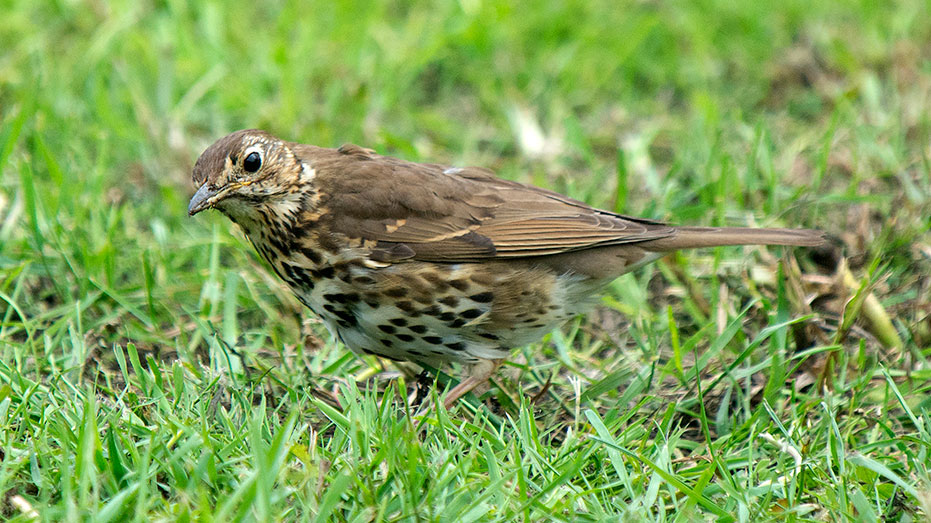 Song Thrush