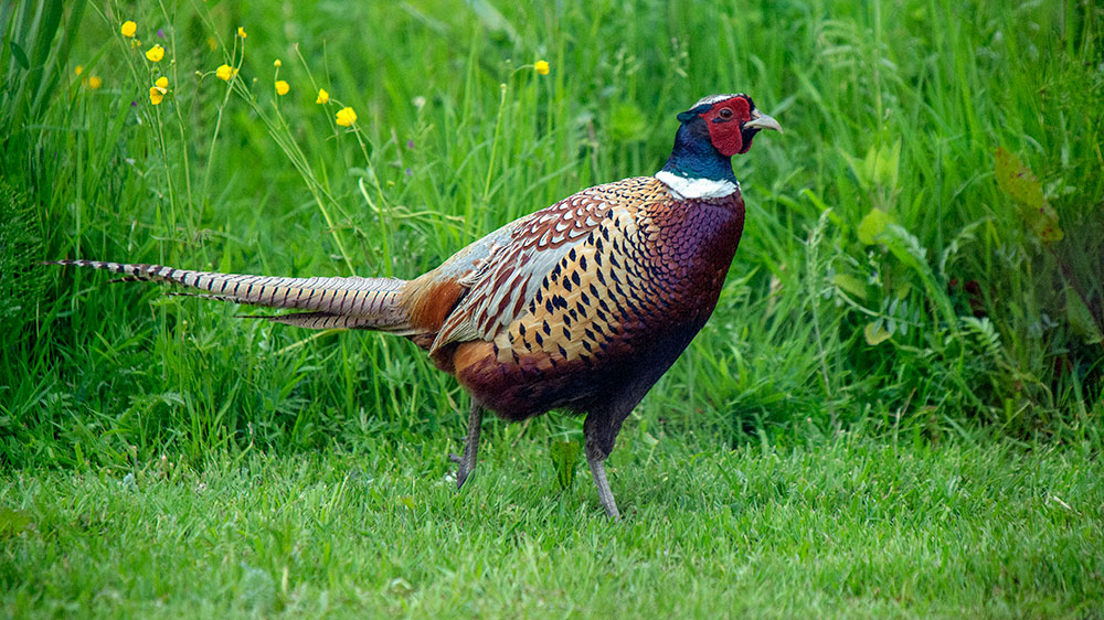 Pheasant