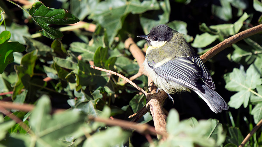 Great tit juv