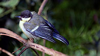 Great Tit juv