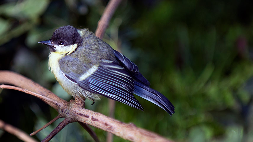 Great tit juv