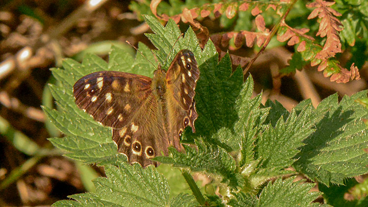 Speckled Wood Butterfly