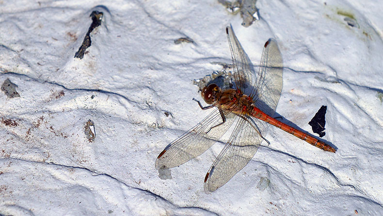 Common Darter