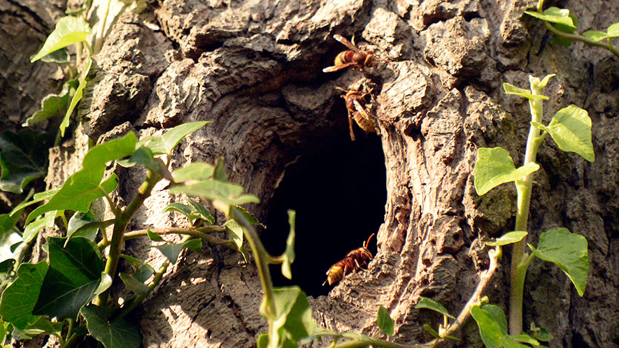 Hornets Nest