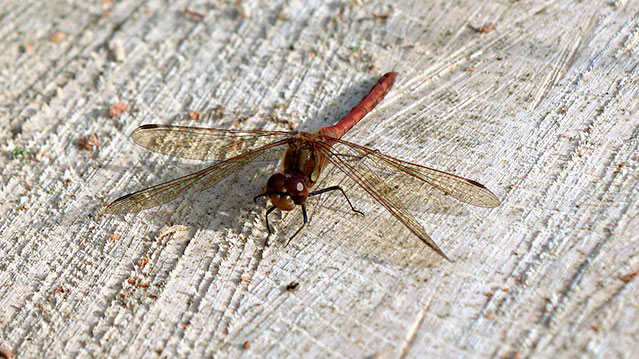 Common Darter