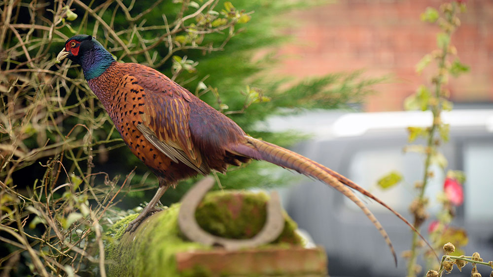 Pheasant