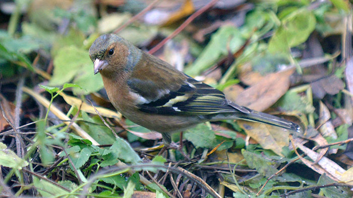 Chaffinch