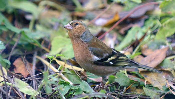 Chaffinch